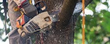 Trusted Sedro Woolley, WA Tree Care  Experts