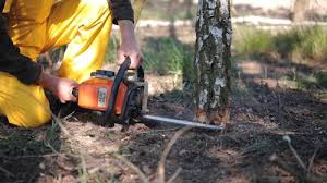 Lawn Renovation and Restoration in Sedro Woolley, WA